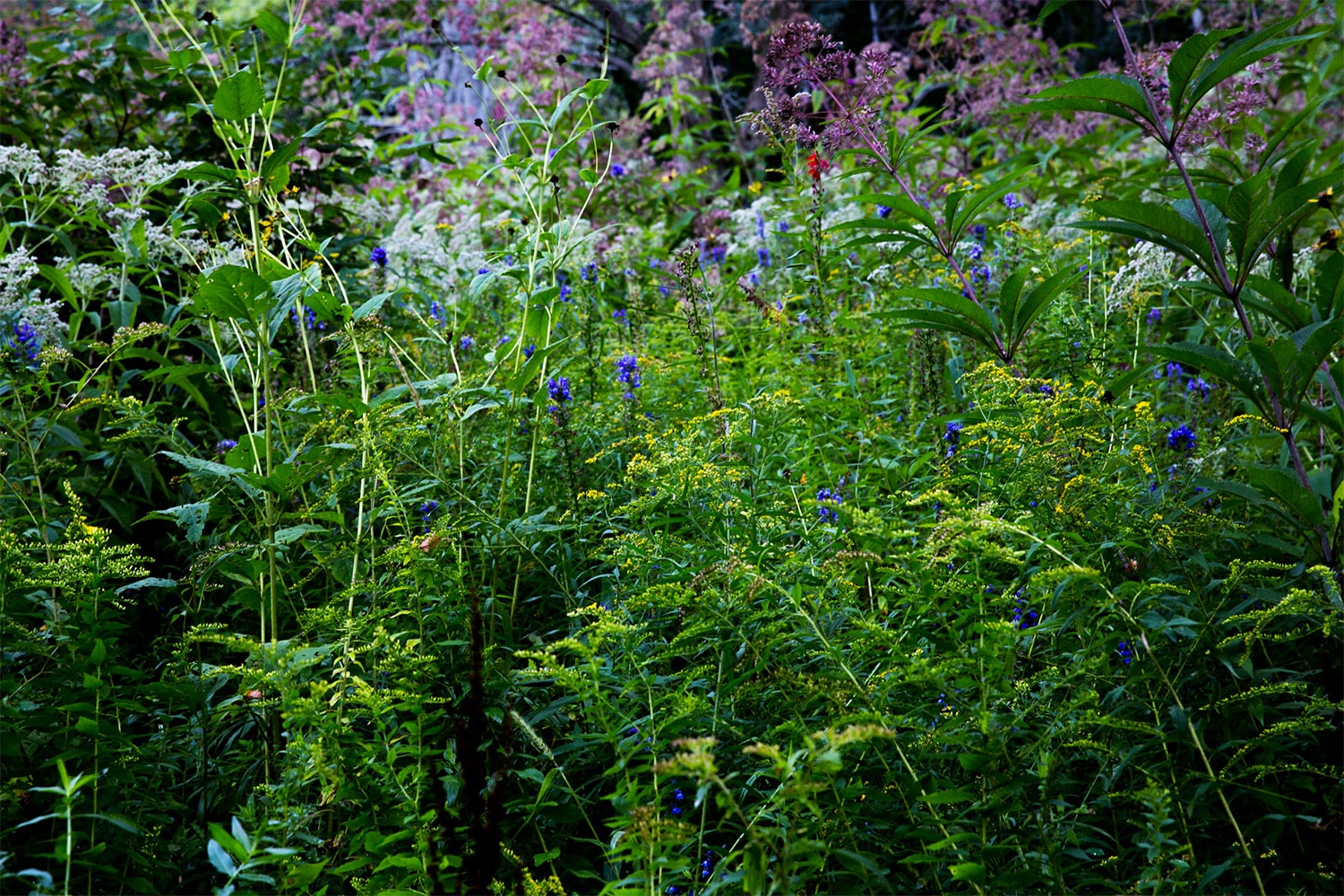 Food Foraging Meadow