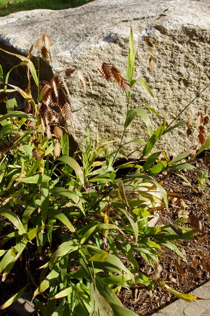 Chasmanthium in the Grass Garden
