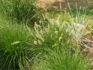 Pennisetum 'Hameln' and Elymus in the Grass Garden